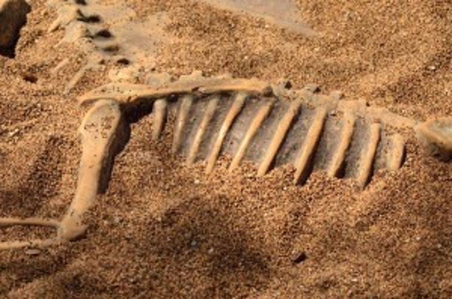 <p>paleontology</p>