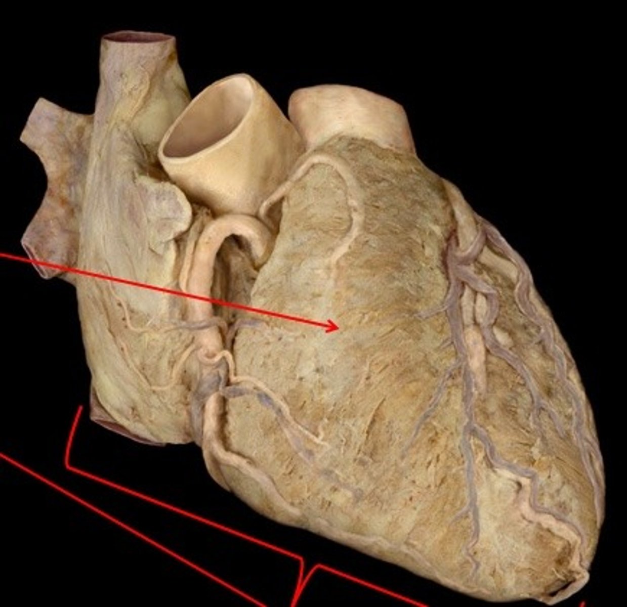 <p>Description: Anterior surface of the heart</p><p>Relationship: Surface of the heart in contact with the sternum</p>