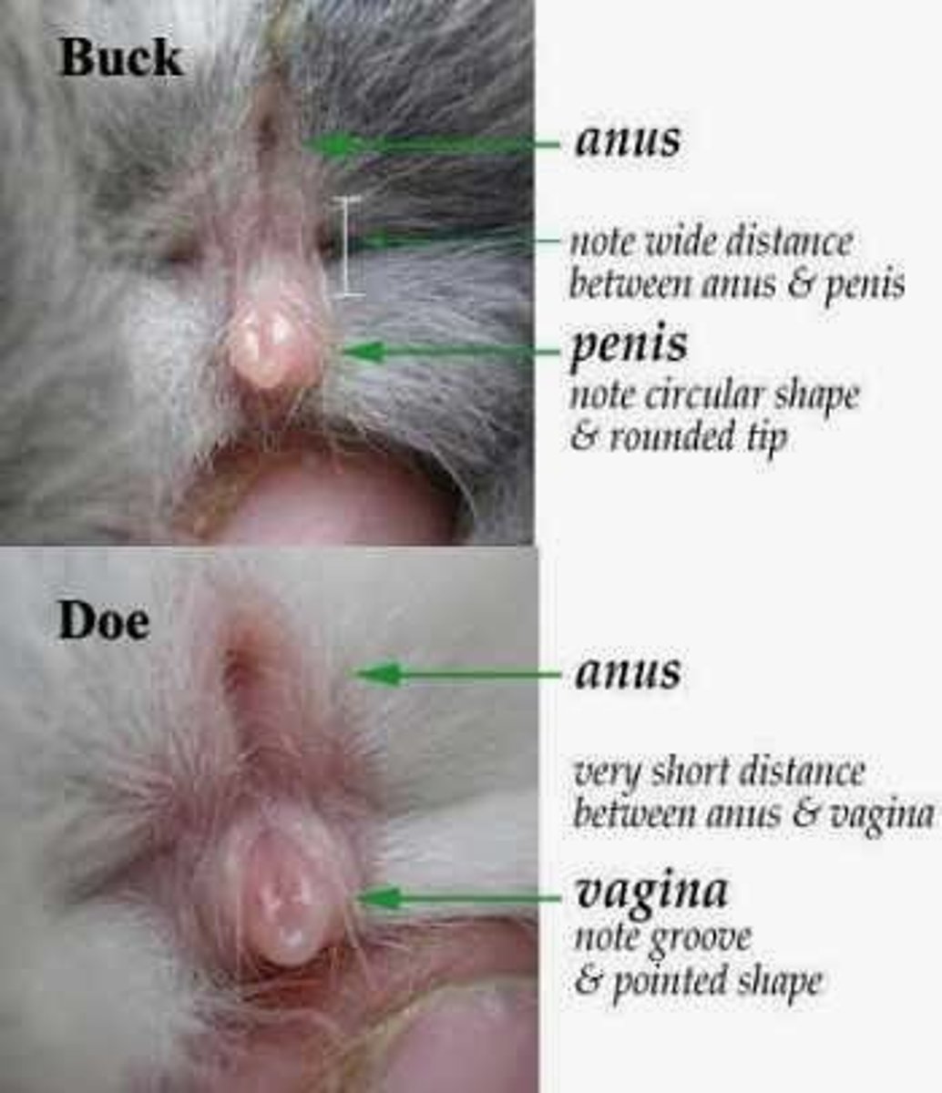 <p>anogenital different, but even that is still pretty hard</p>