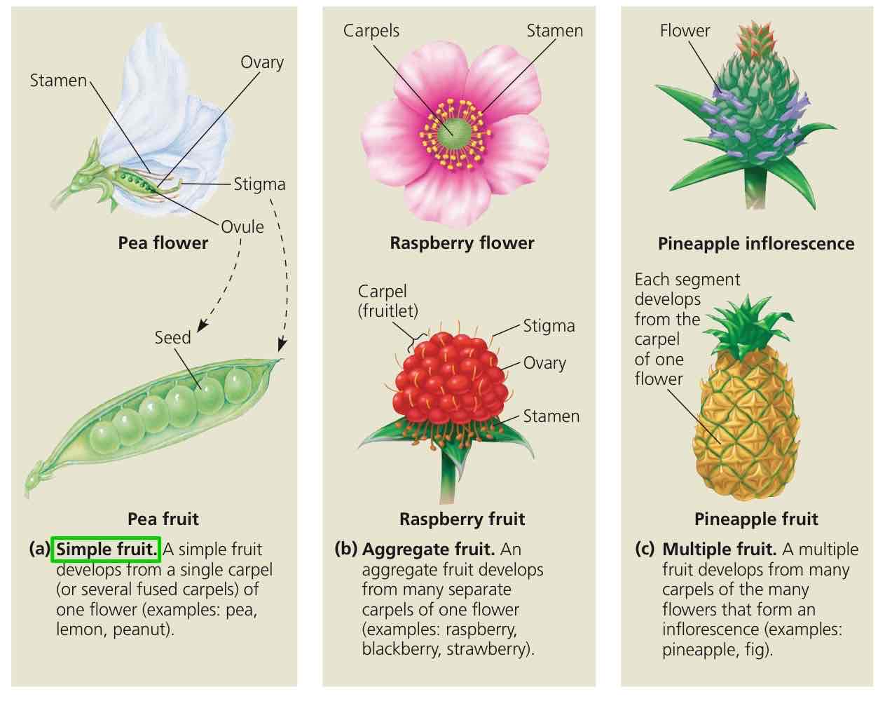 <p>Fruit developed from a single ovary of one flower on one plant.</p>