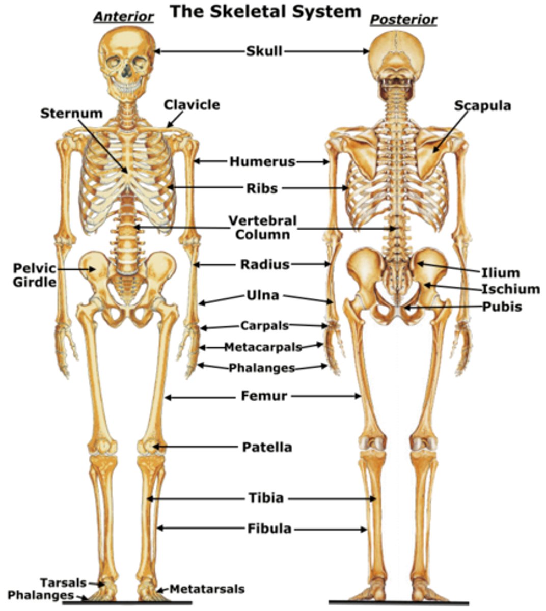<p>bones, cartilage, and joints (function - supports body, assists in movements, produces blood)</p>