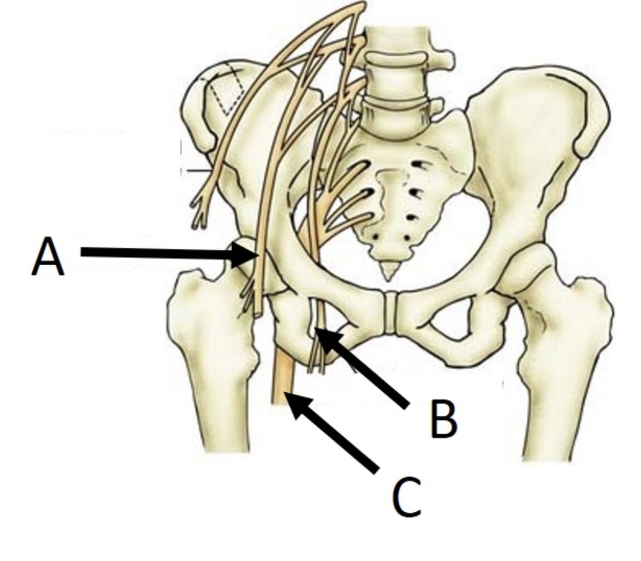 <p>C</p>