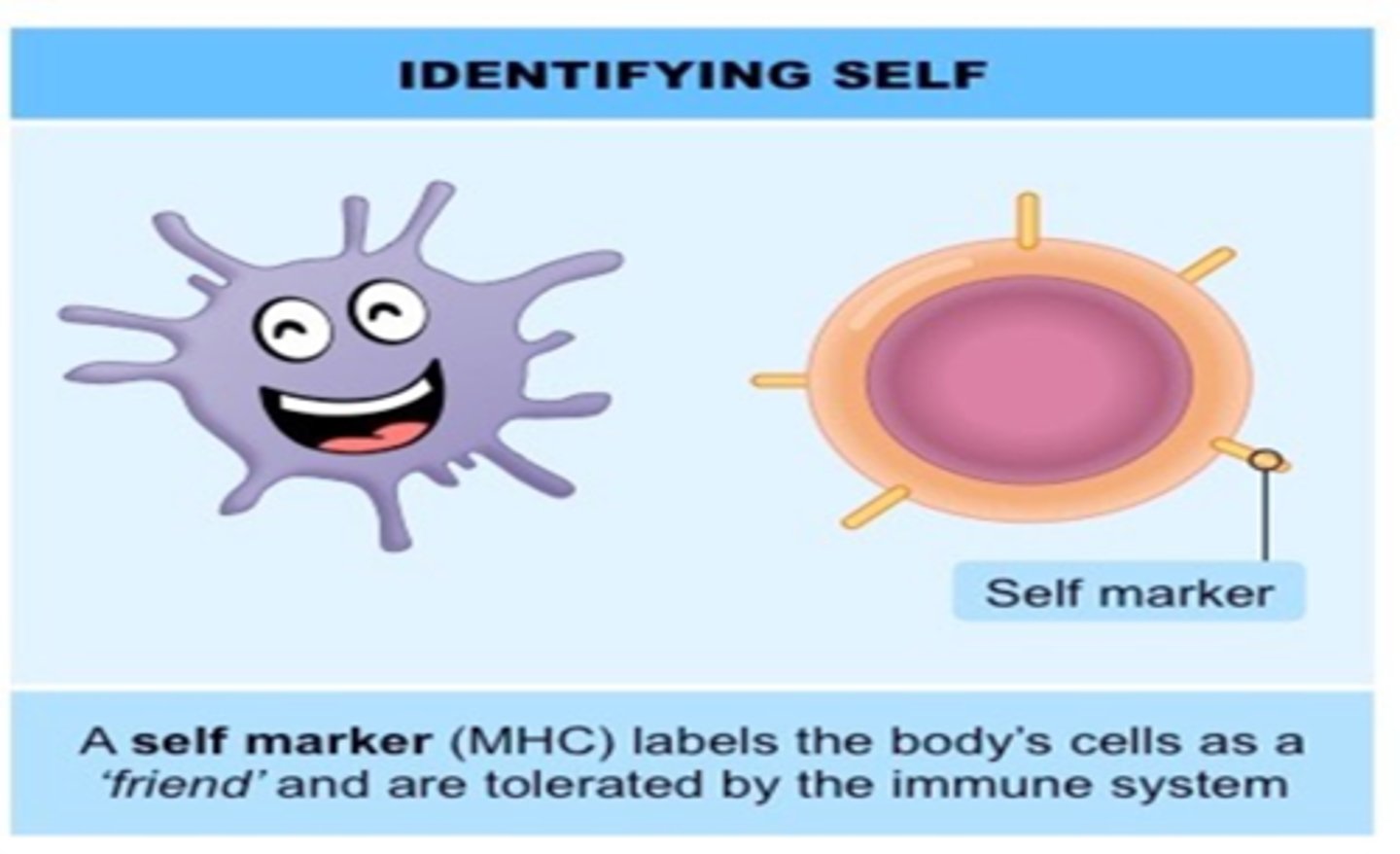 <p>a self-recognition protein on a body cell</p>