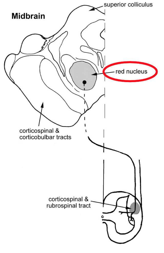 <p>The reticulospinal and vestibulospinal tracts organize…</p>