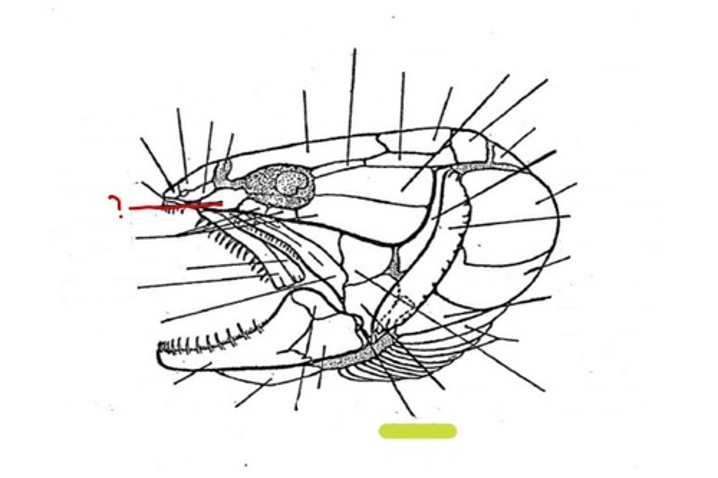 <p>What bone is this</p>