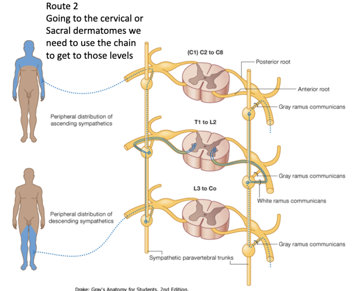 <p>Preganglionic cell body originates in the lateral horn </p><p>↓</p><p>Leaves via ventral root of spinal cord</p><p class="p2">↓</p><p class="p2">Goes through white ramus communicans</p><p class="p2">↓</p><p class="p1">Enters sympathetic chain ganglia</p><p class="p2">↓</p><p class="p1">Travels up/down the chain to its preferred ganglia and synapses</p><p class="p2">↓</p><p class="p1">Exits through the cervical gray ramus communicans</p><p class="p1">↓</p><p class="p1">Into spinal nerve to effector</p>