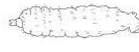 <p>Type of larva: lacks legs + reduced head capsule</p>