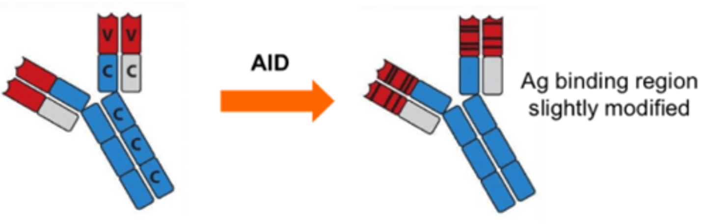 <p>mutations to the V, D, J segments of the Ag binding site changes the affinity of the Ab for its Ag, or which Ag it recognises</p>