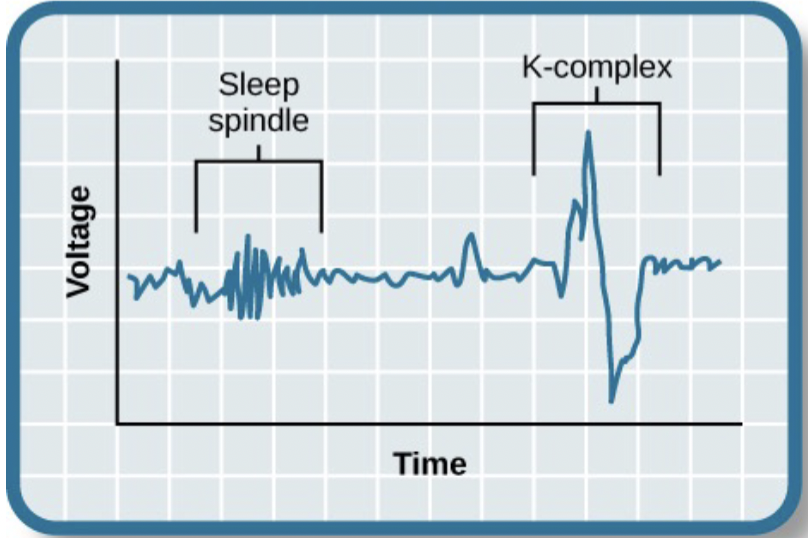 temporal inhibition of neuronal firing so that we don’t wake up after a disturbance

occur after a disruption in the environment (noise)