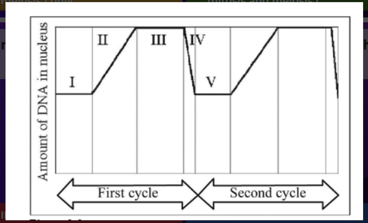 <p>In the diagram DNA synthesis is represented by which numbered parts of the cycle</p>