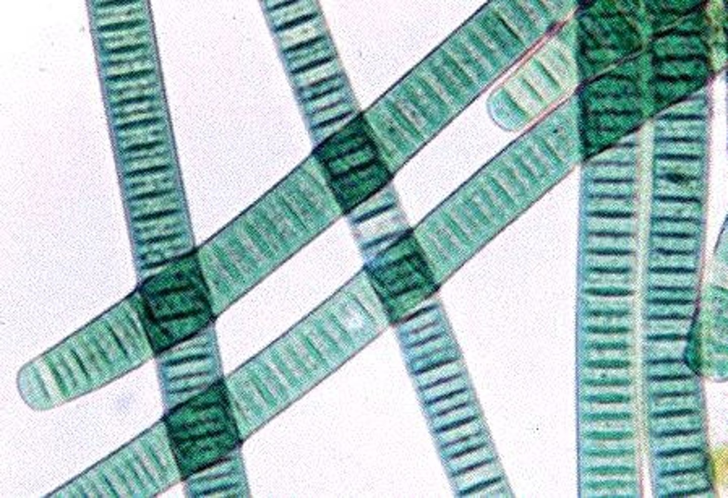 <p>long filament of cells; photoautotrophs; cyanobacteria</p>