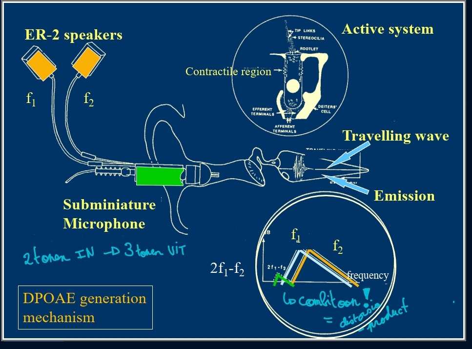 <p>Distortion product otoacoustic emissions = combinatietonen</p><p>bij ToA ist 1 stimulus → hier 2 zuivere tonen met elk een eigen frequentie (f1 en f2)</p><ul><li><p>Twee zuivere tonen worden primaire frequenties genoemd : <em>f<sub>1</sub> en f<sub>2</sub></em></p><ul><li><p>Waarbij <em>f<sub>2</sub></em> &gt; <em>f<sub>1</sub></em></p></li></ul></li><li><p>Stimulusintensiteit :</p><ul><li><p><em>f<sub>1</sub> = L<sub>1</sub></em></p></li><li><p><em>f<sub>2</sub> = L<sub>2</sub></em></p></li><li><p><em>L<sub>1</sub> = L<sub>2</sub> + 5</em></p></li></ul></li></ul><p>2 tonen in en 3 tonen uit</p>