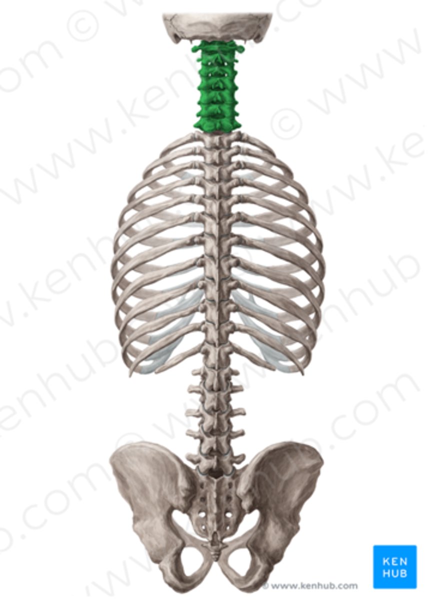 <p>halskotor C1-C7</p>