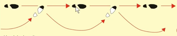 <p>What kind of gait is this</p>