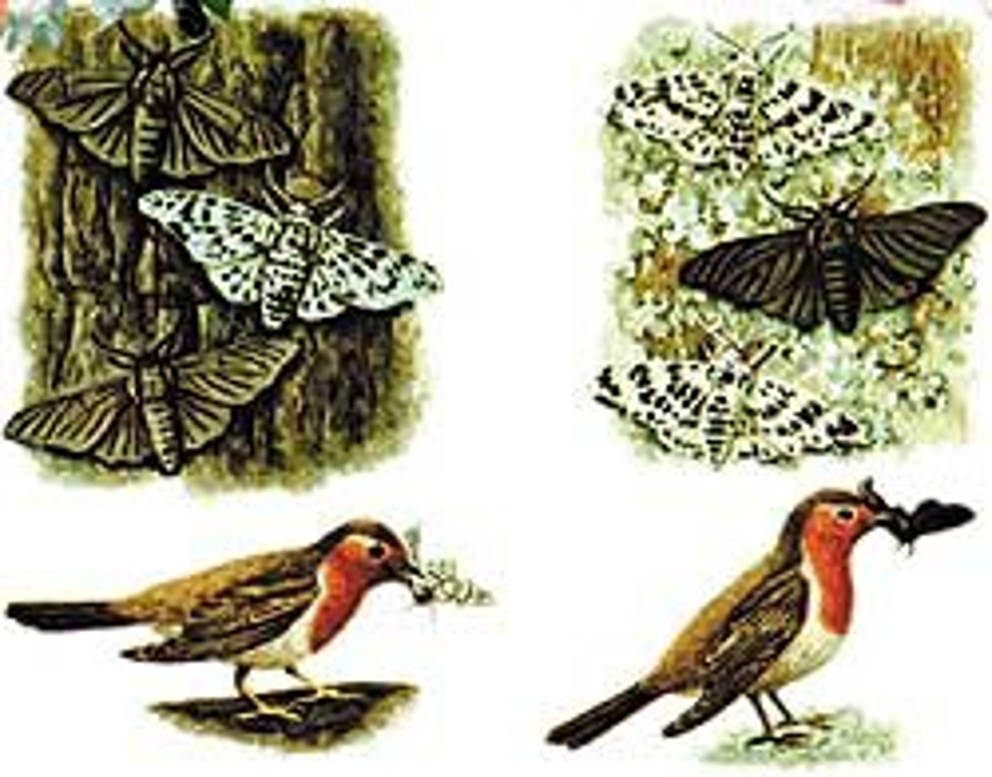 <p>The process by which selection pressures act on members of a population, and those individuals with heritable traits better suited to their environment, survive and reproduce more successfully than other members of their population, leading to an increase in the frequency of those advantageous alleles within a population over multiple generations.</p>