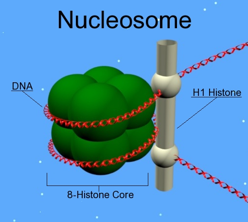 <p>DNA is bound to histone proteins which form <strong>nucleosomes</strong></p><p></p>