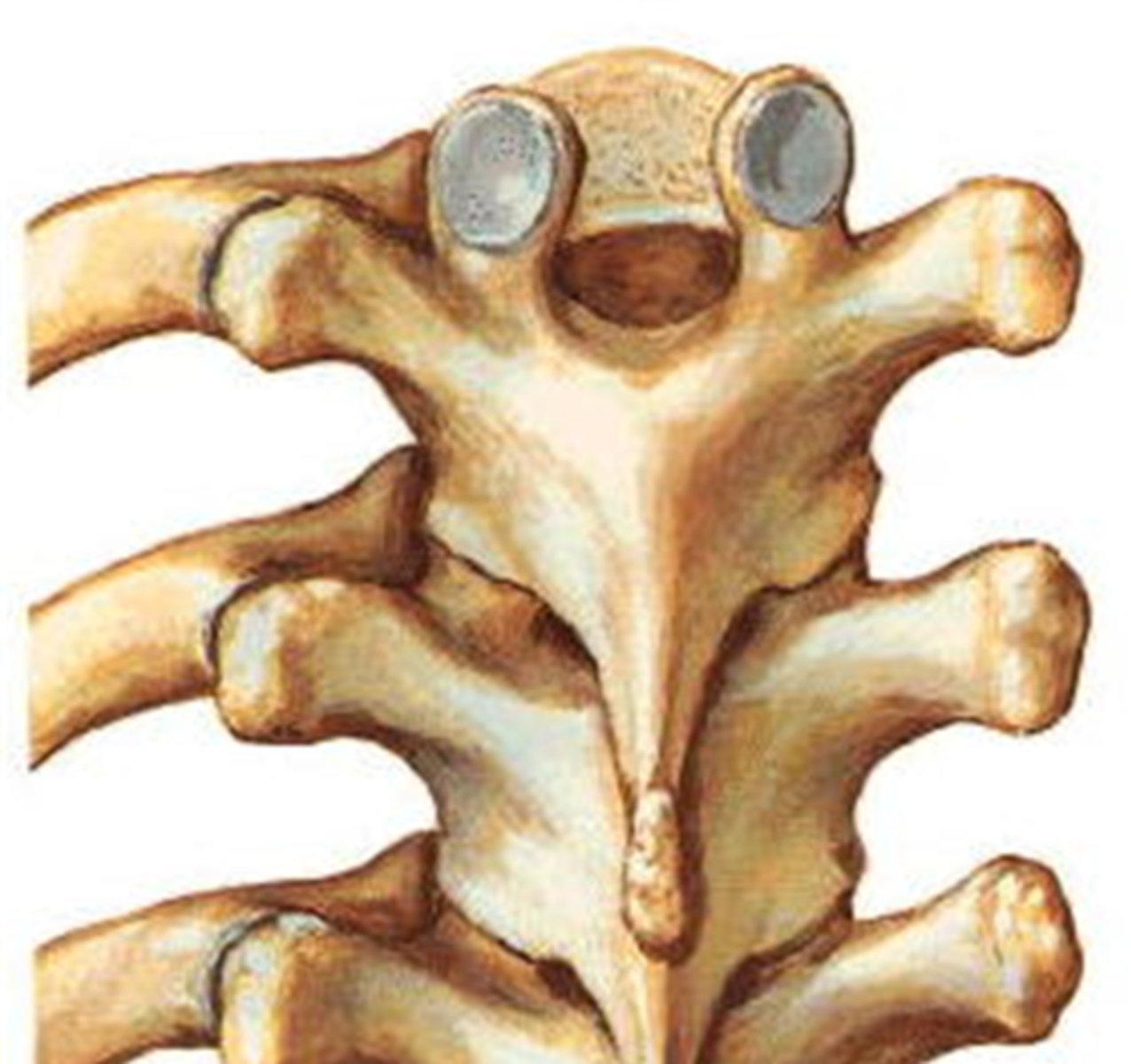 <p>T 1 - T 10 = Frontal Plane</p><p>vs.</p><p>T 10 - 12 = quick transition to Sagittal</p><p>= favors flexion &amp; extension</p>
