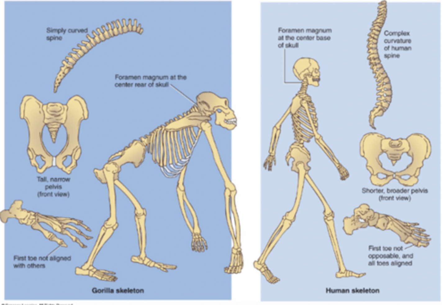 <p>Toe alignment</p><p>1. Humans - first toe aligned and not opposable</p><p>2. Gorillas - first toe not aligned and is opposable</p><p>Pelvis</p><p>1. Humans - short, broad</p><p>2. Gorillas - long, oval</p><p>Vertebral column</p><p>1. Humans - 4 curves</p><p>2. Gorillas - one simple curve</p><p>Foramen magnum</p><p>1. Humans - base of skull</p><p>2. Gorillas - rear of skull</p><p>Jaw</p><p>1. Humans - u-shaped</p><p>2. Gorillas - rectangular</p><p>Pronounced facial feature</p><p>1. Humans - chin</p><p>2. Gorillas - supraorbital ridge</p>
