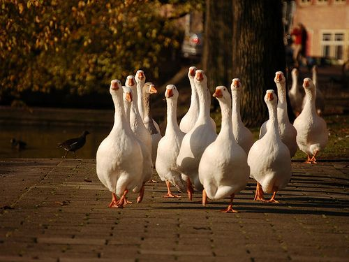 <p>geese</p>