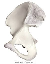 <p>Large hip bones formed by fusion of the ilium, ischium, and pubis. They articulate with sacrum and femur to form the pelvis and hip joint.</p><p></p>