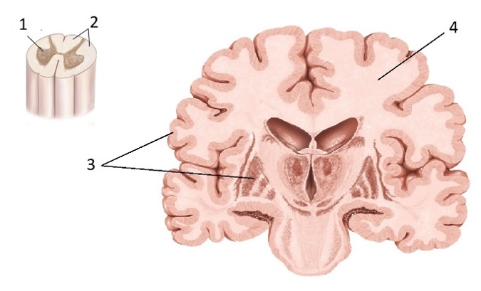 <p>Gray matter vs White matter</p>