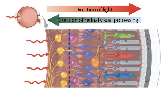 <p>The middle layer of bipolar cells are involved in the transmission of signals from the rods and cones to the ganglion cells</p>