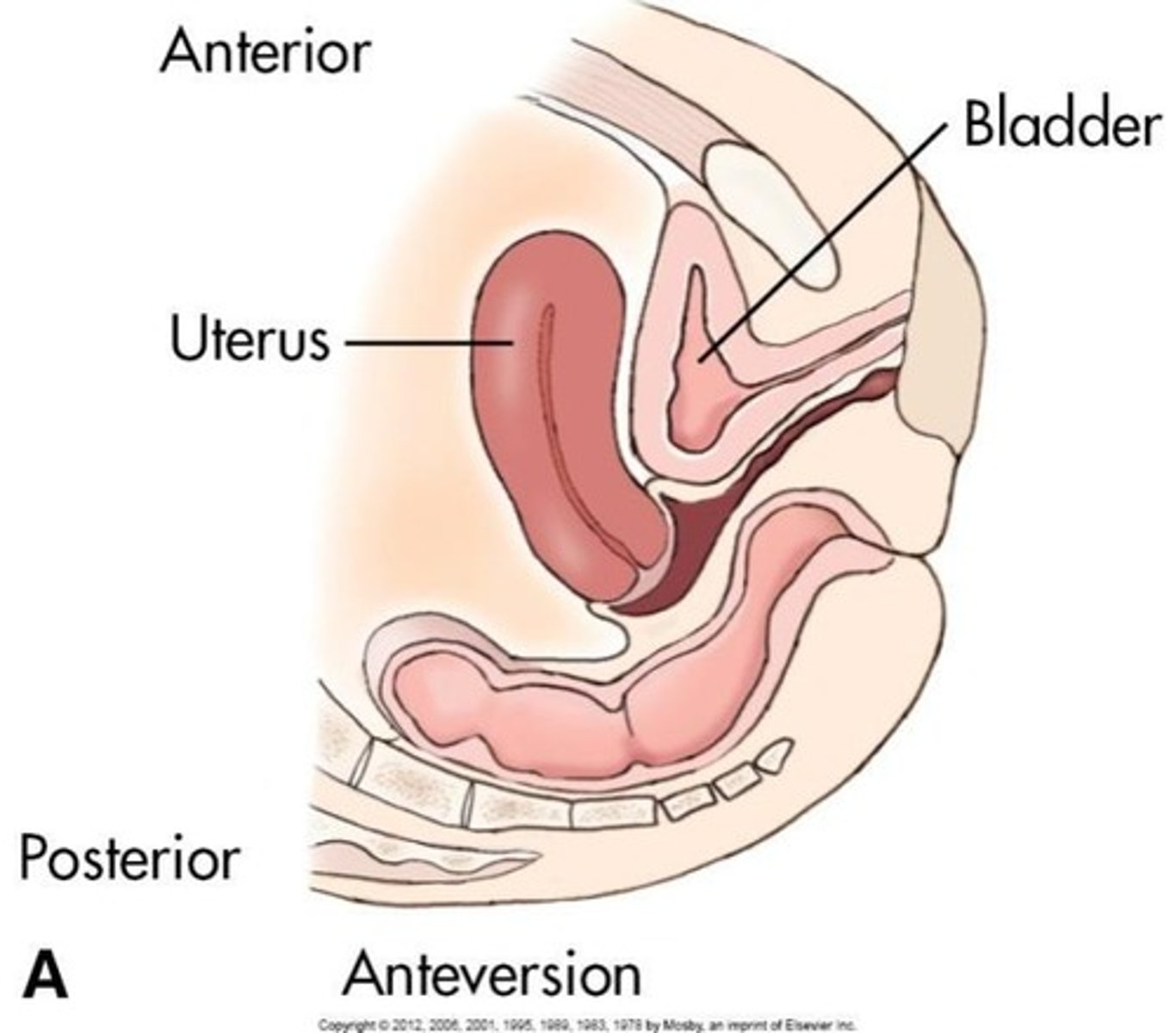 <p>Usually anteflexed and anteverted.</p>