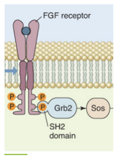 <ul><li><p>nearly all signal transduction pathways have another class of proteins that are neither receptors or enzymes</p></li><li><p>these are known as adaptors</p></li><li><p>these proteins have different domains that recognize phosphorylated amino acids or other activated structures on signalling proteins</p></li><li><p>these domains along with others form the glue to hold elements of signalling networks together at the right time and place in a cell</p></li><li><p>the adaptor proteins are important to allow cascades to be associated in the right space and time to fulfill their tasks when and where they are needed in the cell</p></li></ul><p></p>