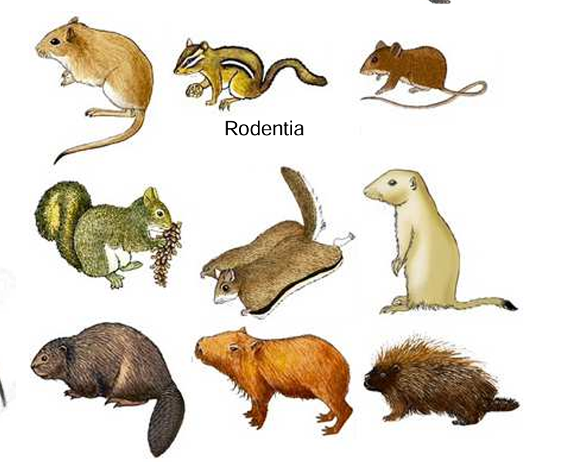 <p>mas numerorsos, no incluye conejos</p>