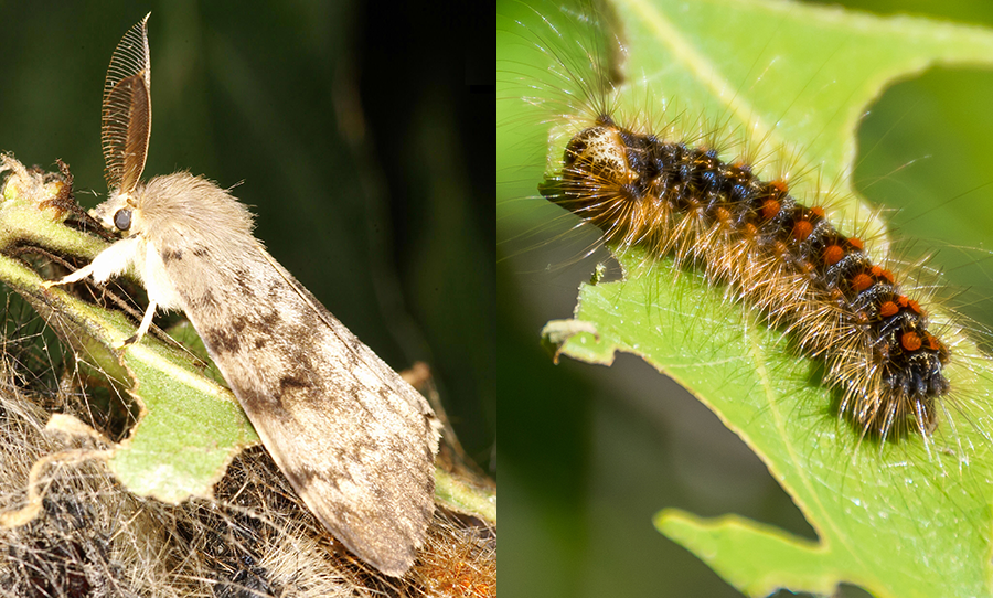 <p>White or grey moth and fuzzy caterpillar. Leaves spongy orange eggs on tree</p>