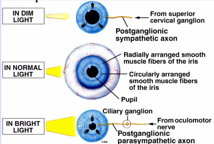 <p>Pupil</p>