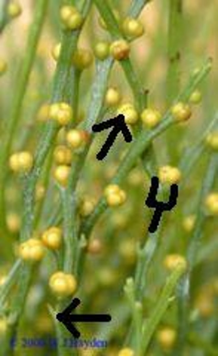 <p>fusion product of two or three lobes of sporangia in whisk ferns that is born on bifid enations</p>