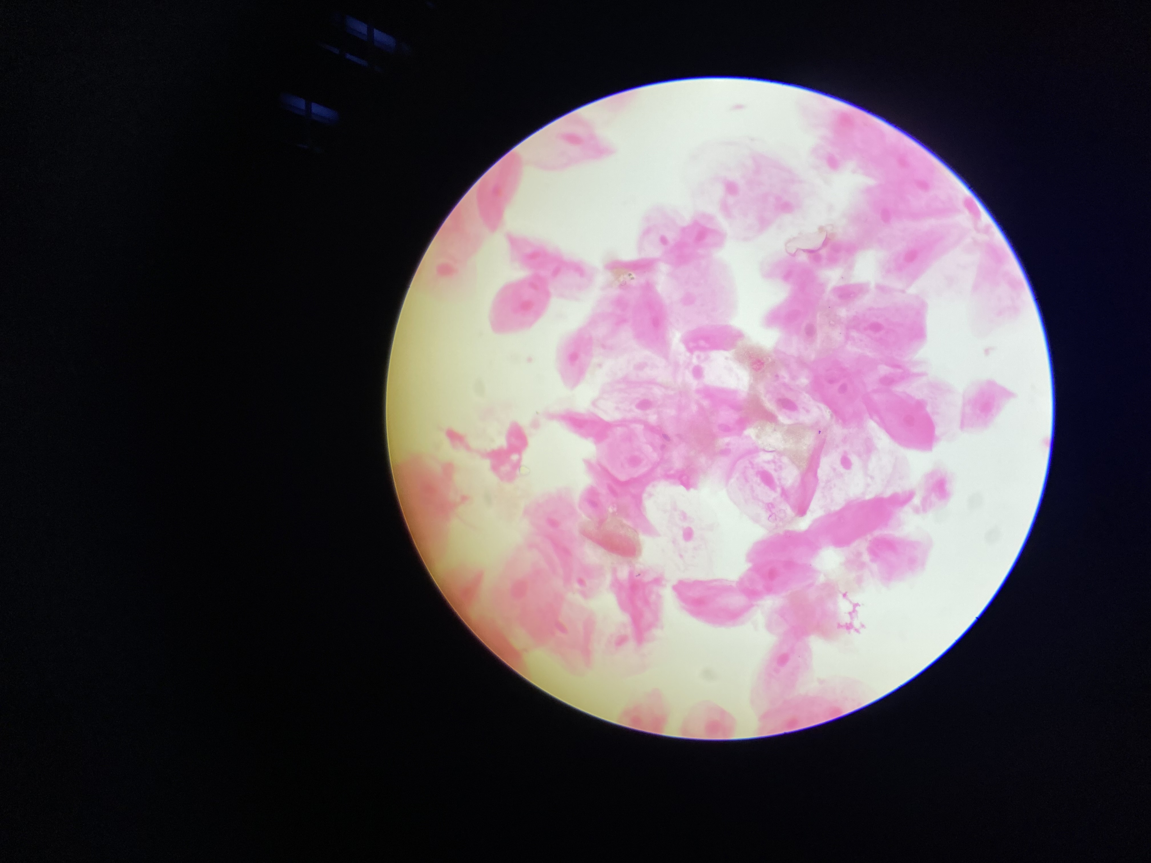 <p>What tissue is this?</p>