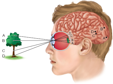 <p>Why are points A and B farther apart on the cortex, when they’re closer on the retina?</p>