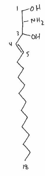 <p>basic building block of sphingolipids</p>