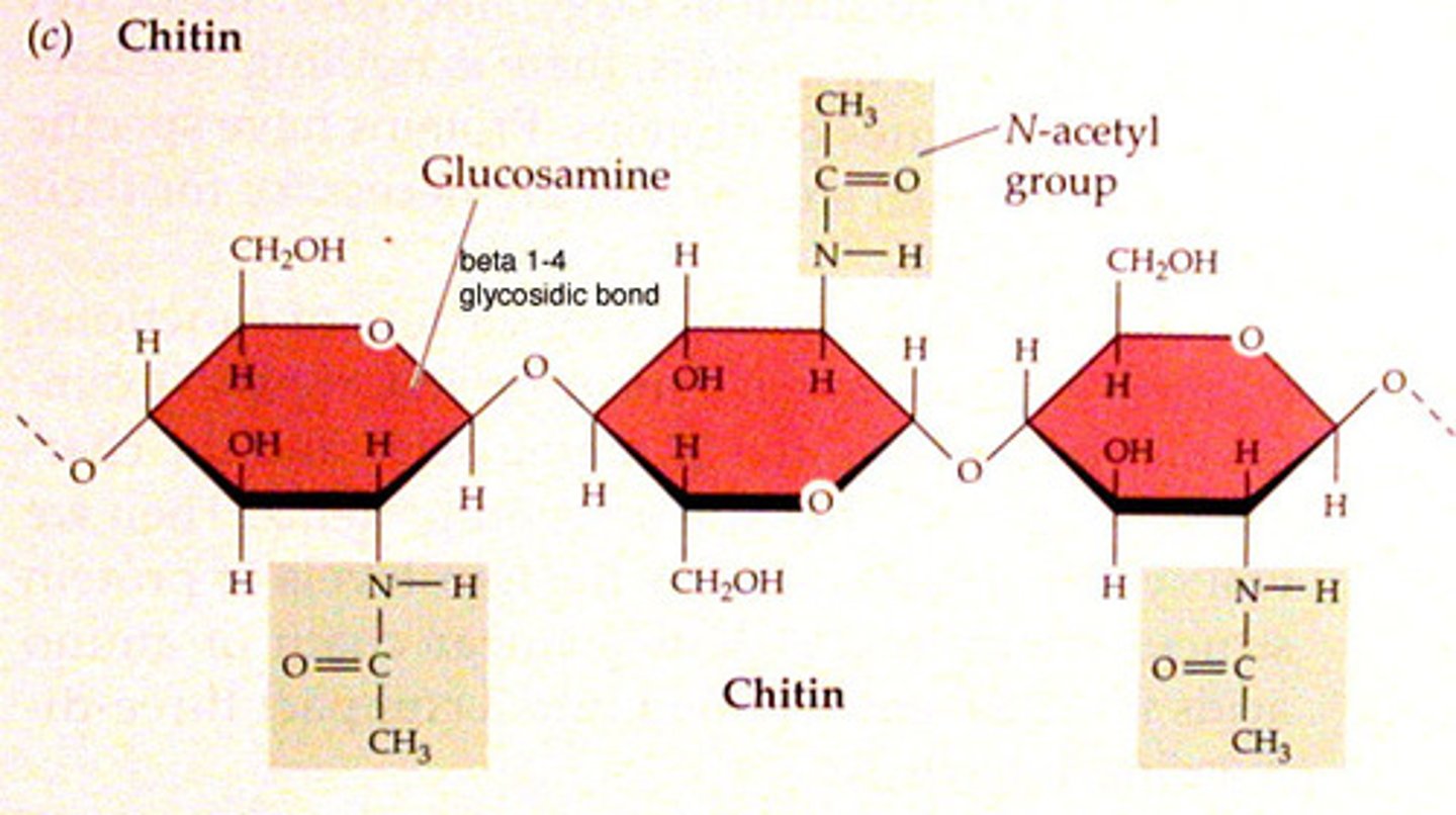 <p>Linear polymer of N-acetylglucosamine (glucose with amine on 2 position)</p><p>-2nd most abundant natural polymer</p><p>-Used as cell walls in fungi and exoskeletons of crustaceans</p>