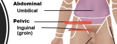 <p>groin</p>