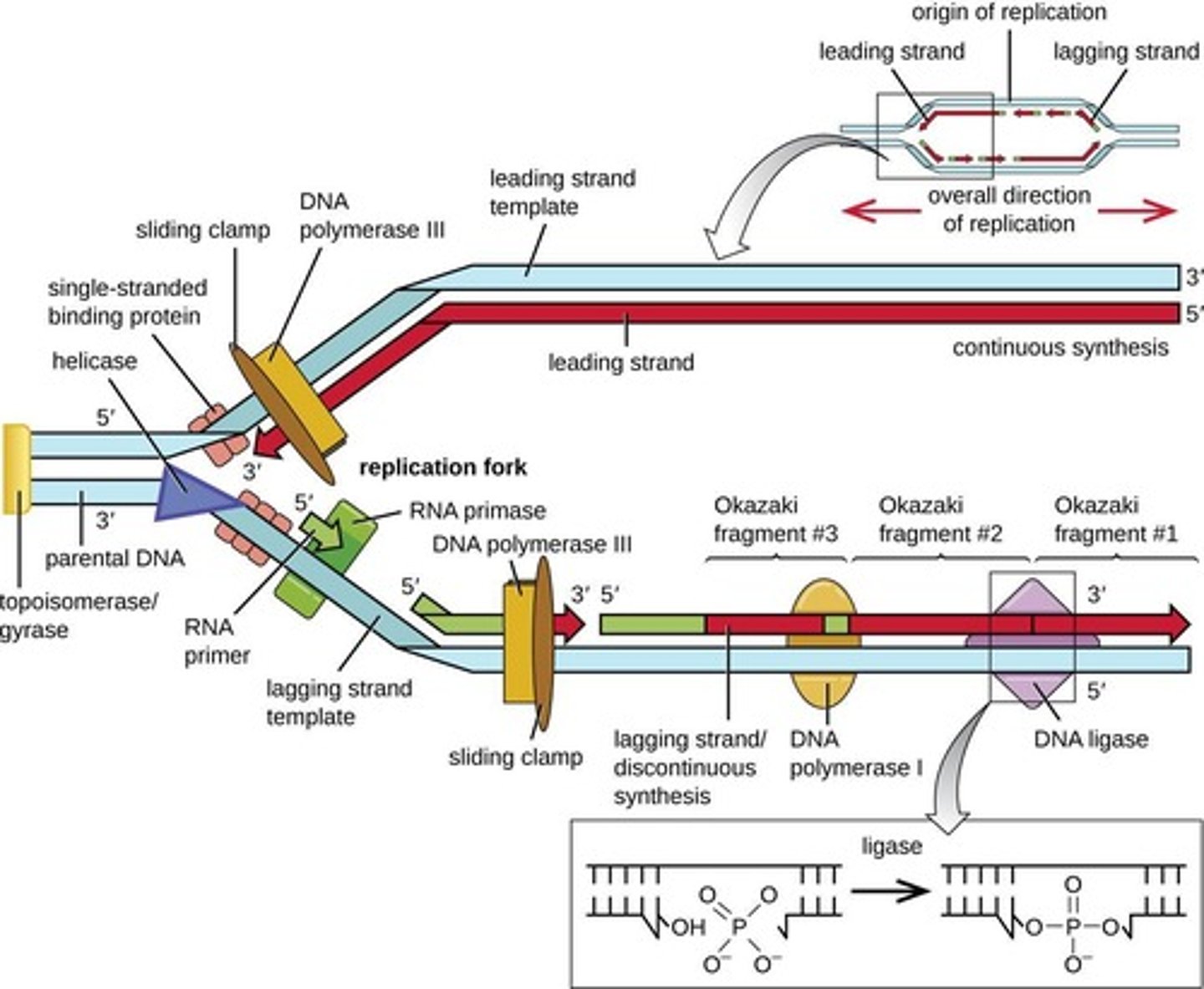 <p>Technique for separating DNA fragments by size.</p>