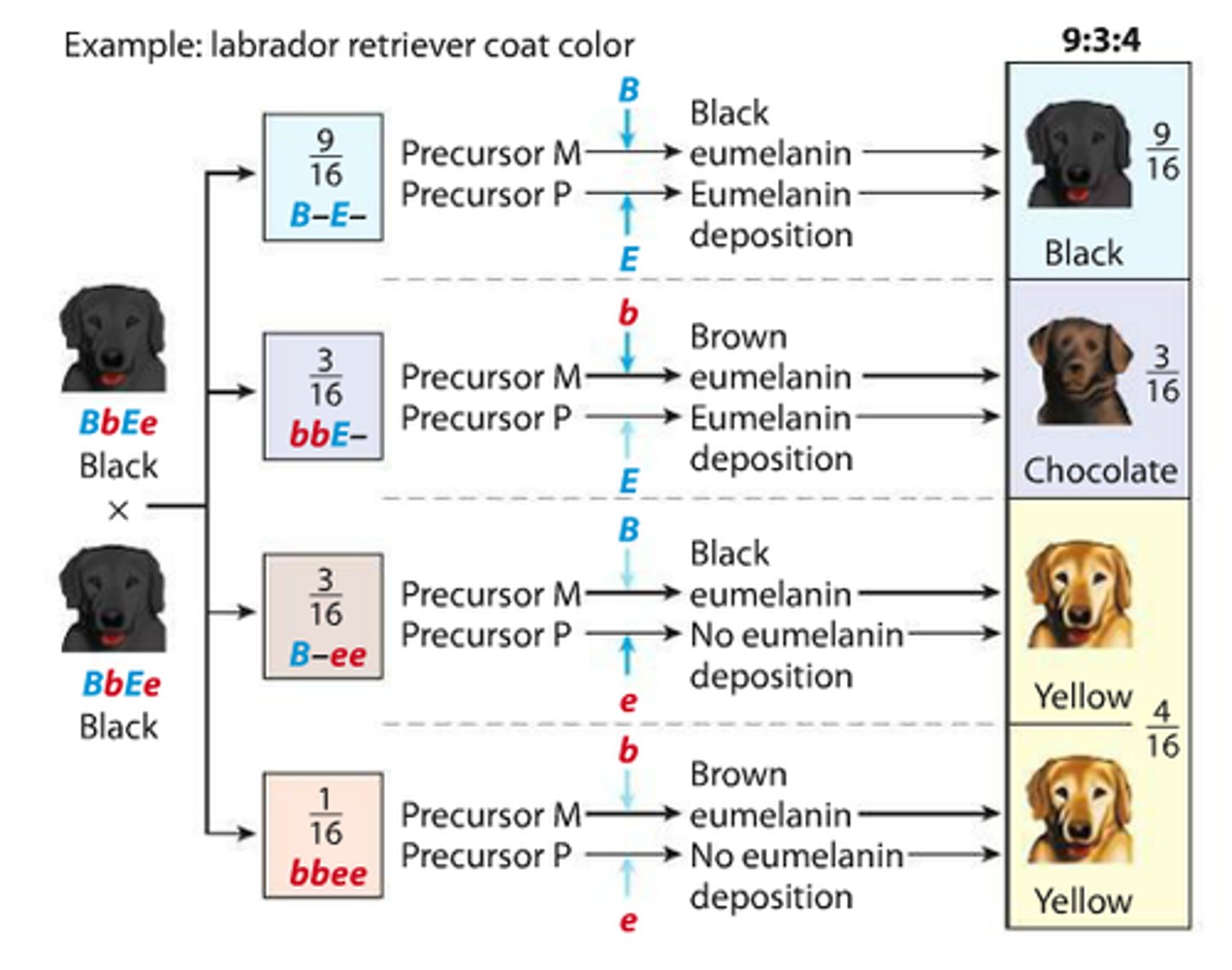 <p>only the homozygous recessive genotype of one gene masks the expression of the second gene; e.g. if ee is present then the color is yellow regardless of B or b, ee masks the expression of the other gene; 9:3:4</p>