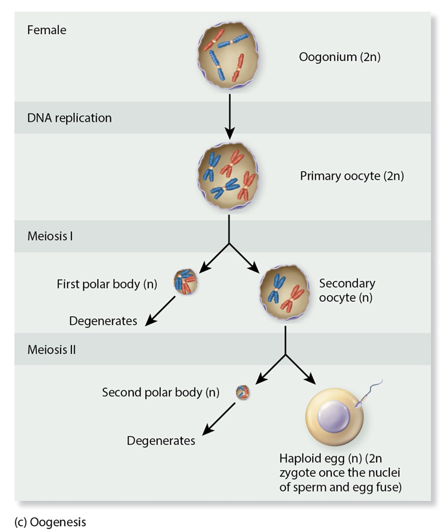 <p><strong>oogonium</strong> replicates chrom to form diploid <strong>primary oocyte. </strong>po undergoes meiosis I, resulting in small, haploid <strong>polar body</strong> that will degenerate and a larger, haploid <strong>secondary oocyte.</strong> the so undergoes meiosis II to form a <strong>second polar body </strong>which is very small and degenerates. meiosis II also results in a larger, <strong>haploid egg</strong></p>