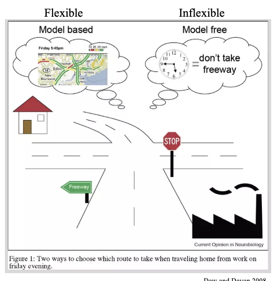 <p>PFC is involved in creating mental models that allow for flexible adjustments in behavior</p><ul><li><p>Model based/flexible: mental map of possible actions, plan best route (may be trajectory never actually experienced); allows for adjustments based on changes in context (ex: traffic)</p></li><li><p>Model free/inflexible: learn value of simple actions based on experience (go right to avoid freeway)</p></li></ul><p></p>