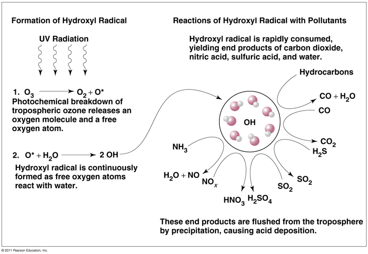 <p><span>a naturally occurring compound</span></p><p><span>•Oxidizes many gaseous pollutants to harmless products brought to land or water by precipitation</span></p><p><span><span>•They also remove anthropogenic pollutants from the air</span></span></p><p><span><span>•Highly reactive hydrocarbons are rapidly oxidized</span></span></p><p><span><span>•Nitrogen oxides (NO</span><sub><span>X</span></sub><span>) are oxidized within a day</span></span></p><p><span><span>•Less reactive substances (e.g., CO) take months or years (CH</span><sub><span>4</span></sub><span>)</span></span></p><p><span><span>•Atmospheric levels of hydroxyl are determined by levels of anthropogenic air pollutants</span></span></p><p><span><span>•Hydroxyl’s cleansing power is used up</span></span></p><p><span><span>•Pollutants are able to build up</span></span></p>