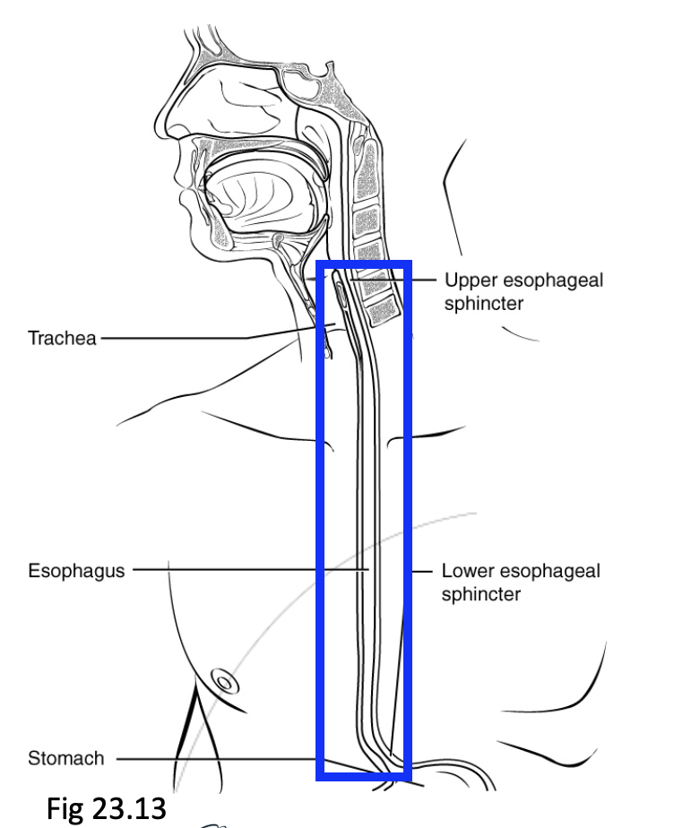 <ul><li><p><strong>Peristalsis</strong> propels food towards the stomach</p></li><li><p>Each end of the oesophagus has an <strong><em>upper and lower oesophageal sphincter</em></strong>.</p><ul><li><p>Both sphincters prevent reflux from occuring</p></li></ul></li></ul><p></p>