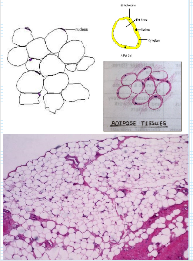 <p><strong>vetweefsel: </strong><em>univacuolair vetweefsel: histologie</em></p>