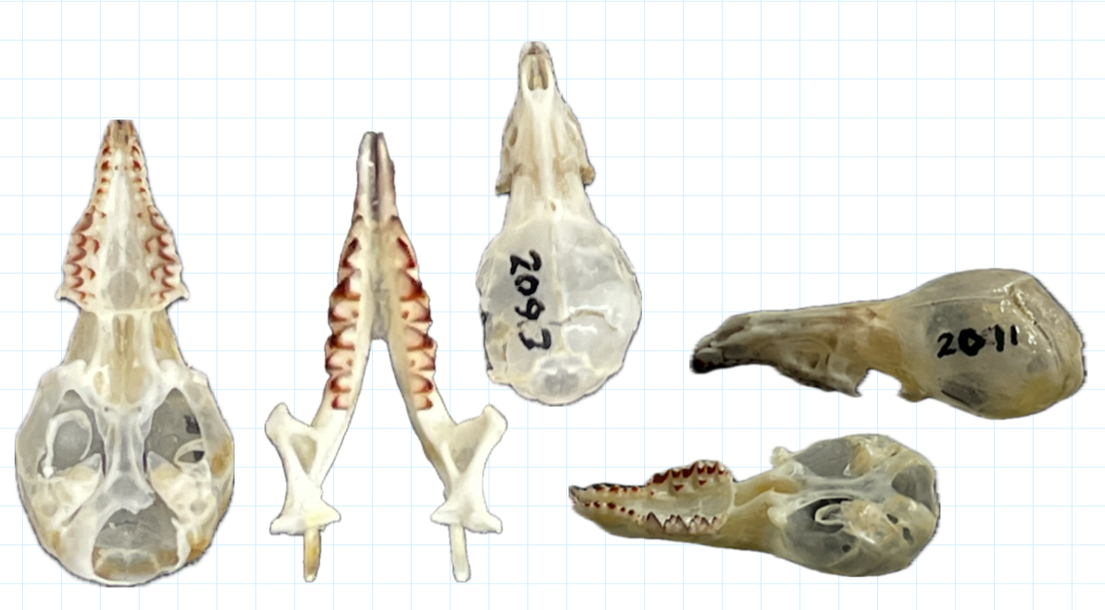 <p>family?</p>