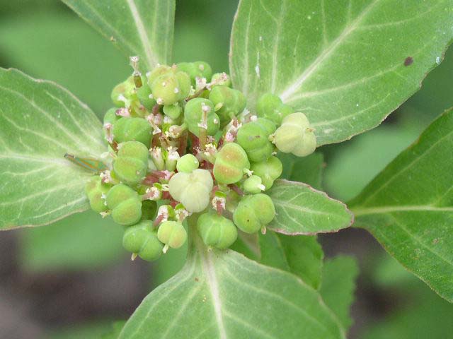 <p>Euphorbia dentata<br>(Spurge)</p>