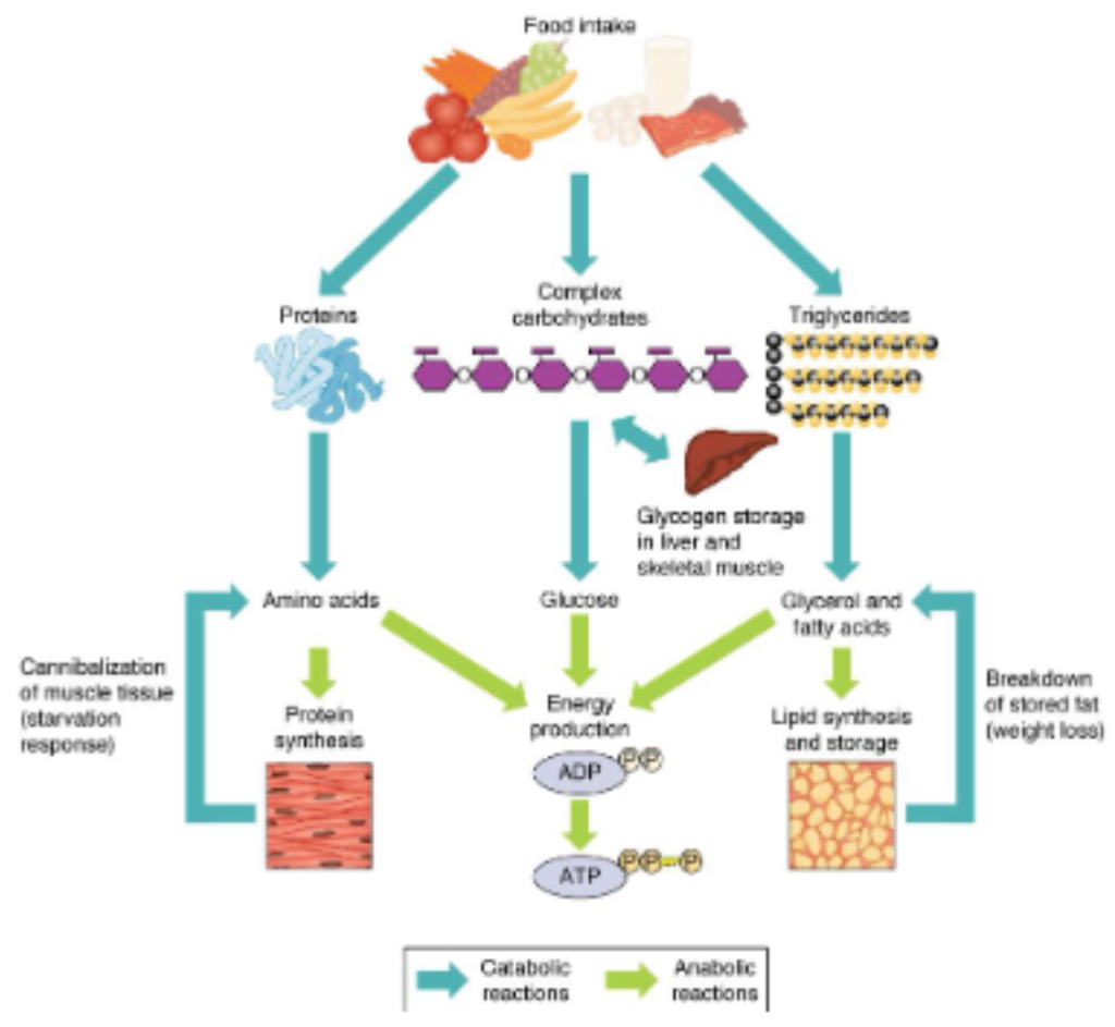 <p>PHOTO - What does the liver metabolism diagram show?</p>