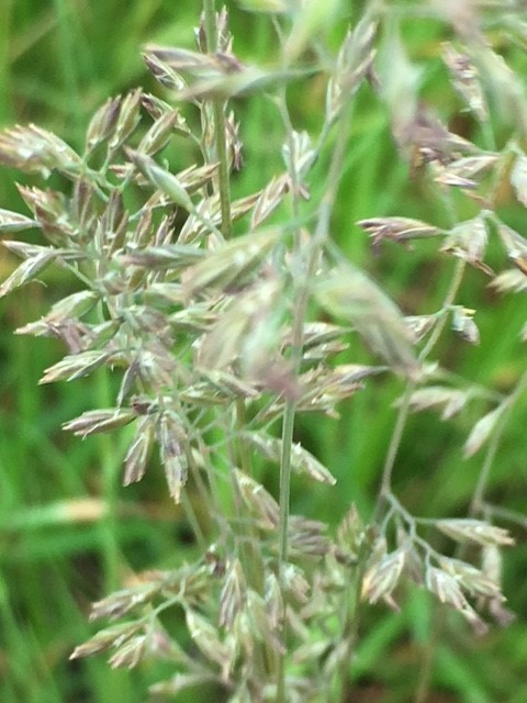 <p>Wavy hair grass</p>