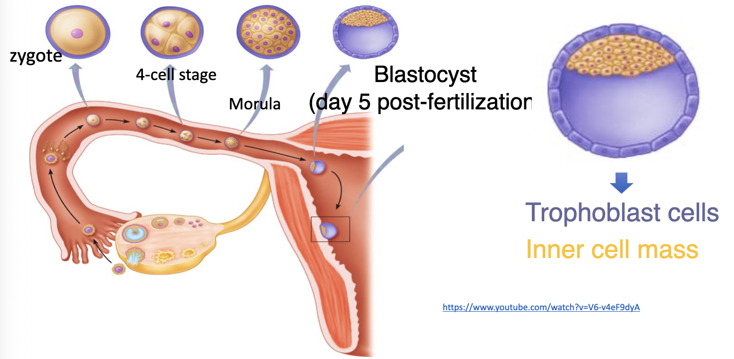 zygote
4 cell stage
morula
blastocyst (day 5 post-fertilizatior)
