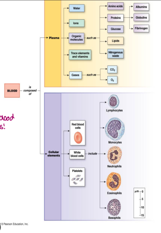 <ul><li><p>main component is water (&lt;90%)</p></li><li><p>dissolved components include:</p><ol><li><p>proteins (7%)</p><ul><li><p>albumins (protein that pH buffer), globulins (antibodies), fibrinogen (starting materials), hormones (use blood as transport medium) → make blood viscous</p></li></ul></li><li><p>electrolytes (sodium, potassium, calcium)</p></li><li><p>nutrients (amino acids, glucose, lipids)</p></li><li><p>gases (O2, CO2) binds to hemoglobin to transport, can’t do straight in blood do to polarity)</p></li><li><p>metabolic wastes (nitrogenous waste-urea, creatine) plasma components</p></li></ol></li></ul><p></p>
